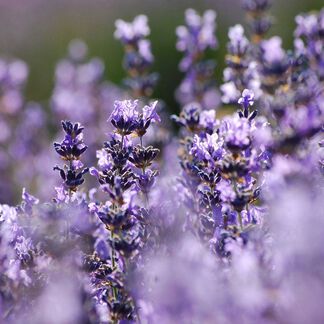 Hungarian Lavender Essential Oil - Trial Size