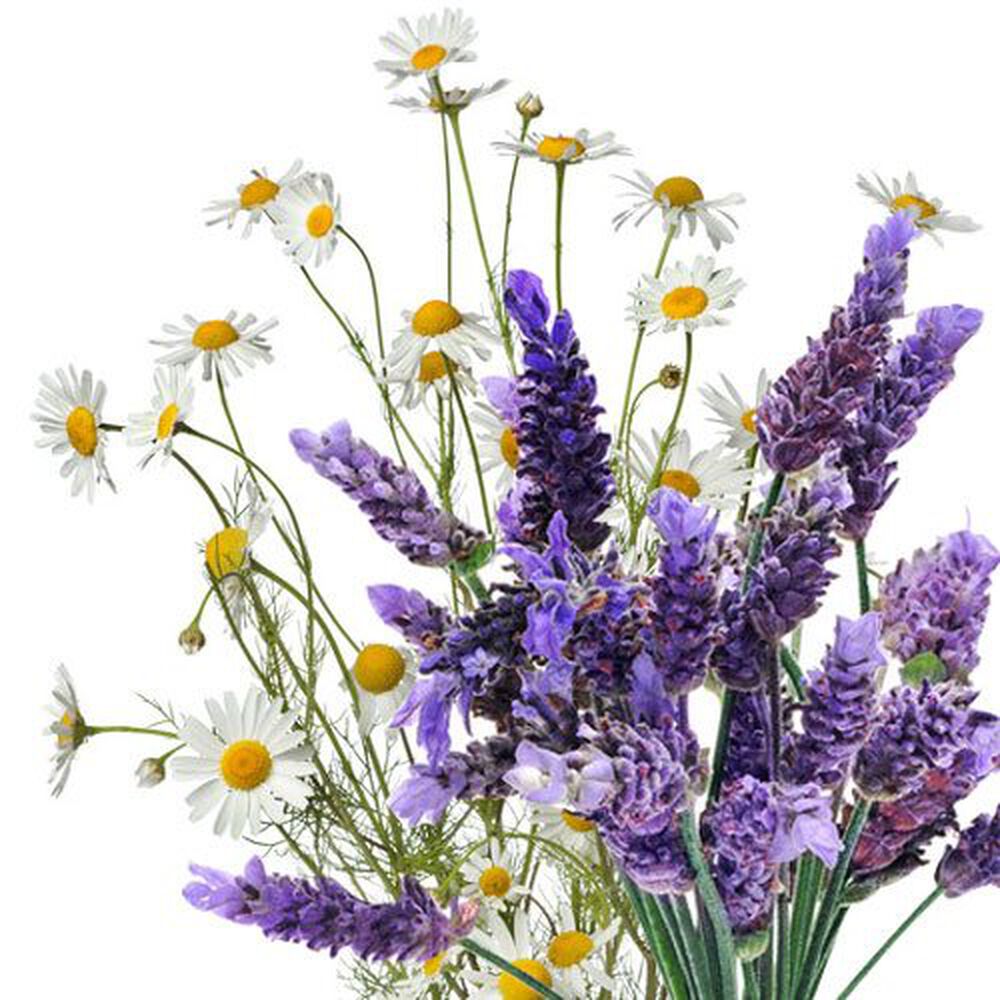 Essential Oils Chamomile Lavender Aroma Oil Candle Making Supplies