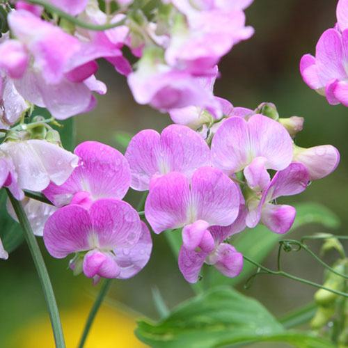 Sweet Pea & Ivy Fragrance Oil - Choose Size - Free Shipping