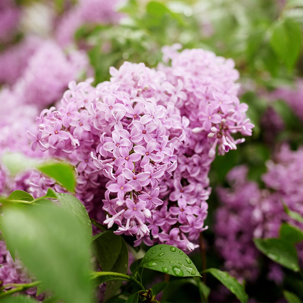 Lilac Blossom Fragrance Oil